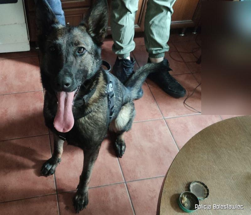 Policyjny pies znalazł narkotyki w mieszkaniu zatrzymanego